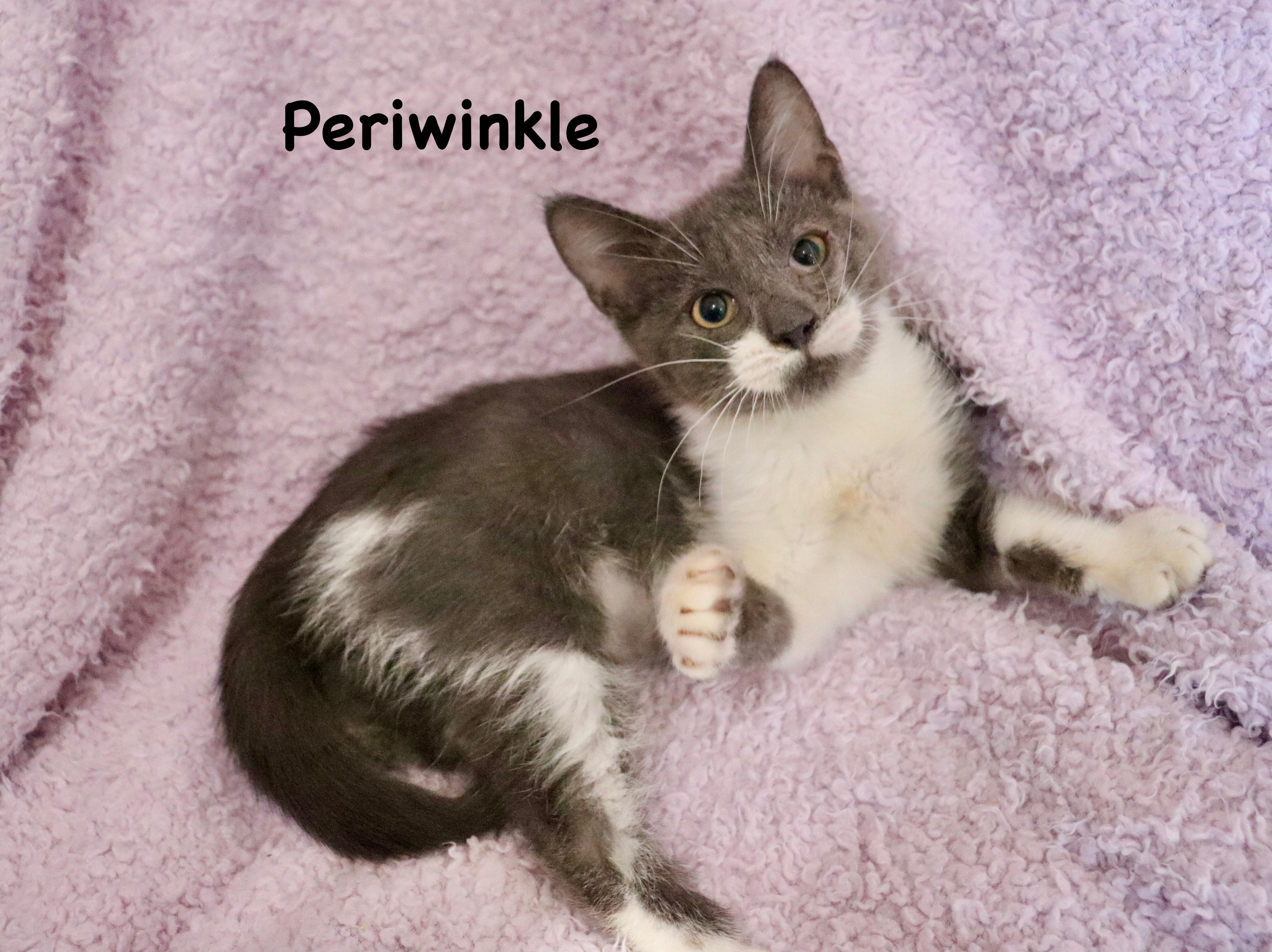 Enlarge Periwinkle, an adopted mixed breed in Saint Augustine, FL image 5/6