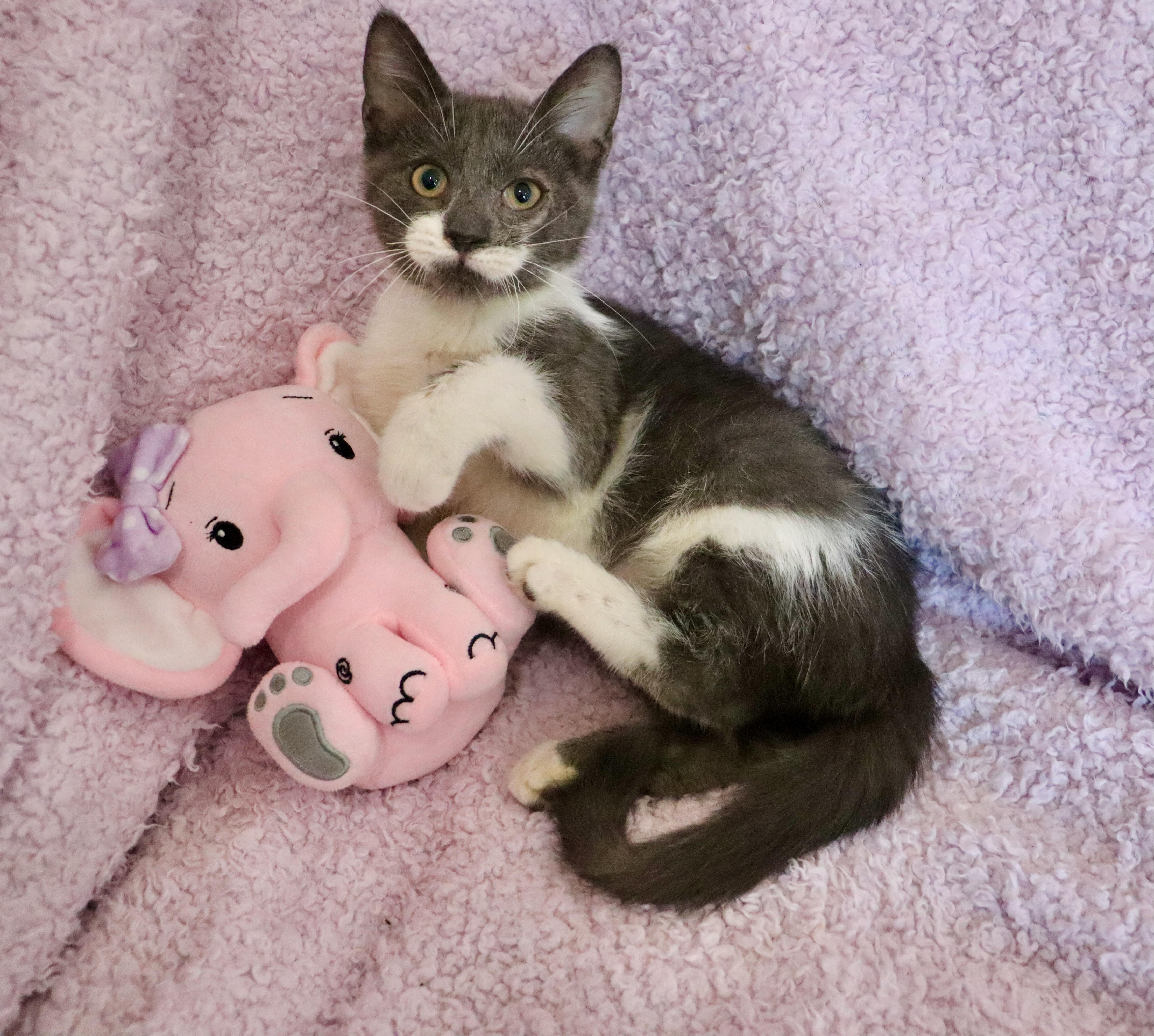 Periwinkle, adopted, Kitten Female Turkish Van & Domestic Short Hair.