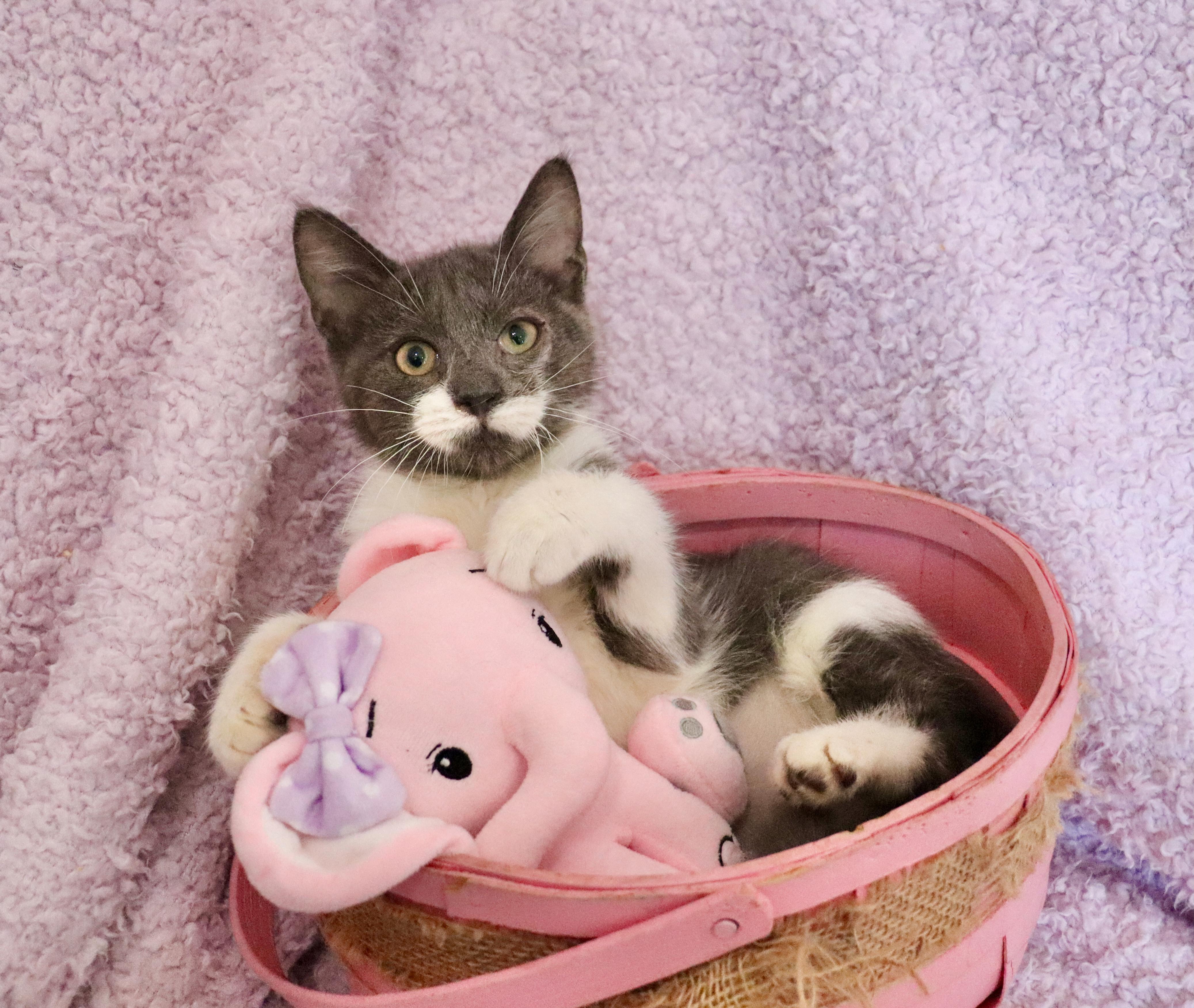 Enlarge Periwinkle, an adopted mixed breed in Saint Augustine, FL image 6/6