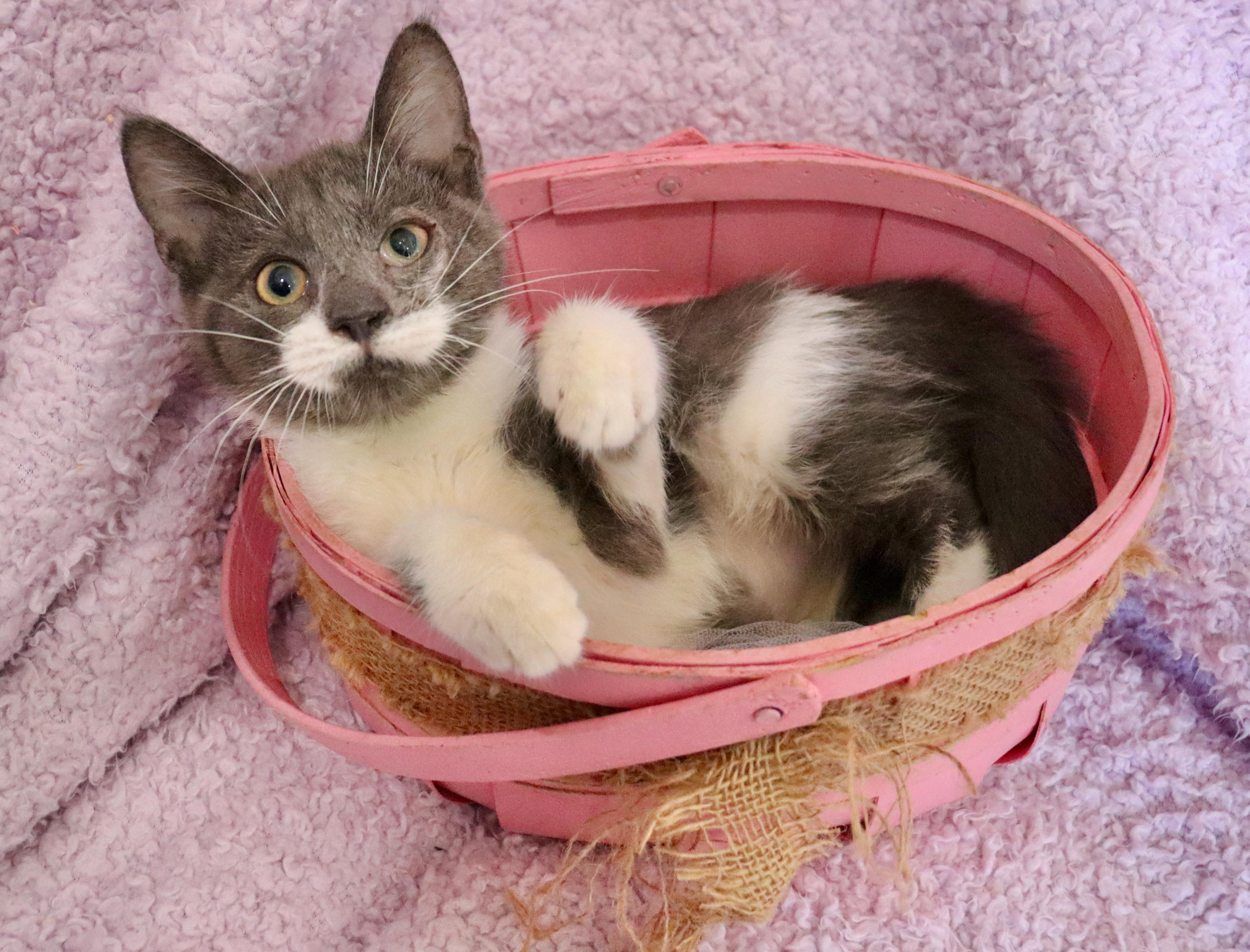 Enlarge Periwinkle, an adopted mixed breed in Saint Augustine, FL image 4/6