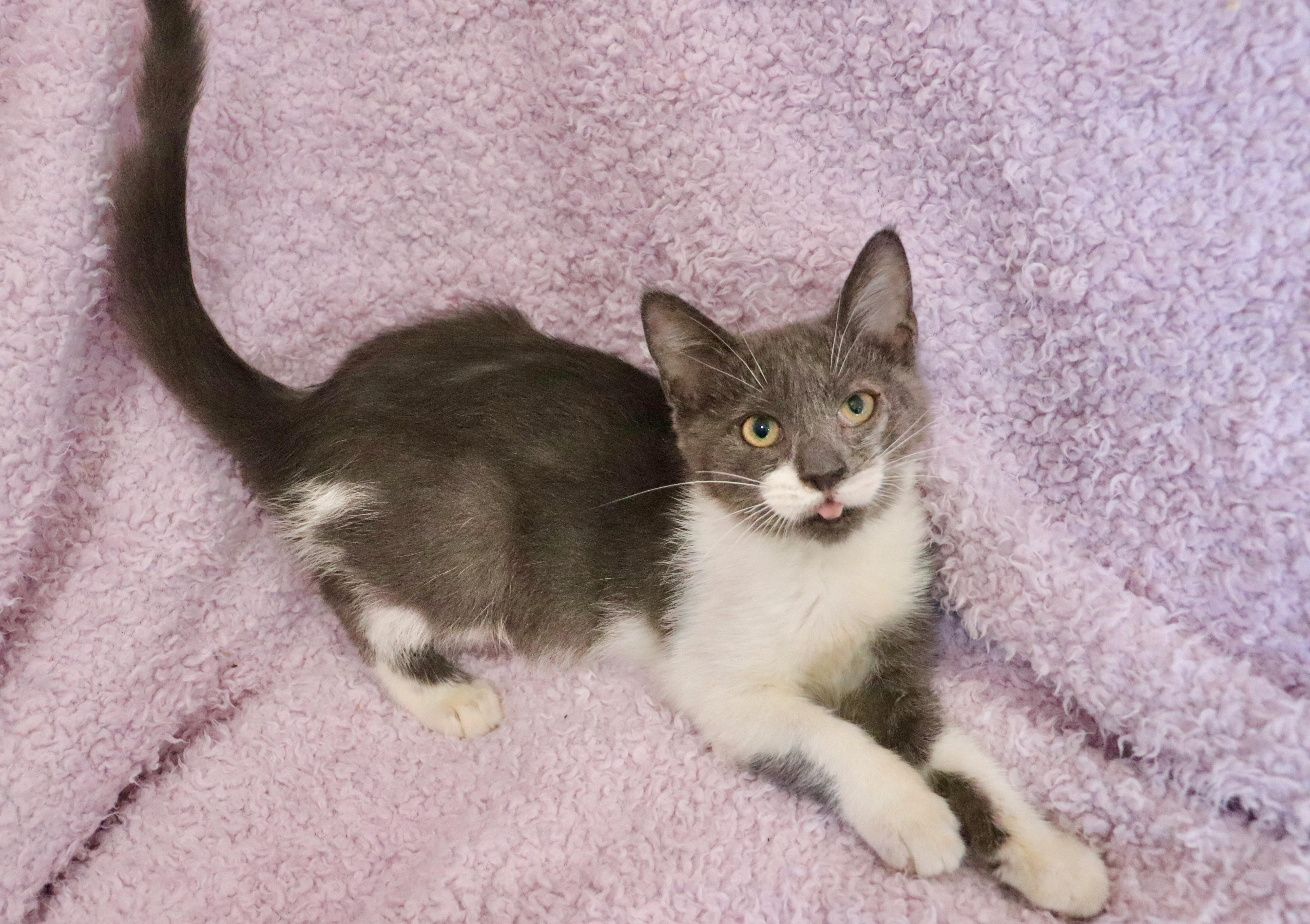 Enlarge Periwinkle, an adopted mixed breed in Saint Augustine, FL image 3/6