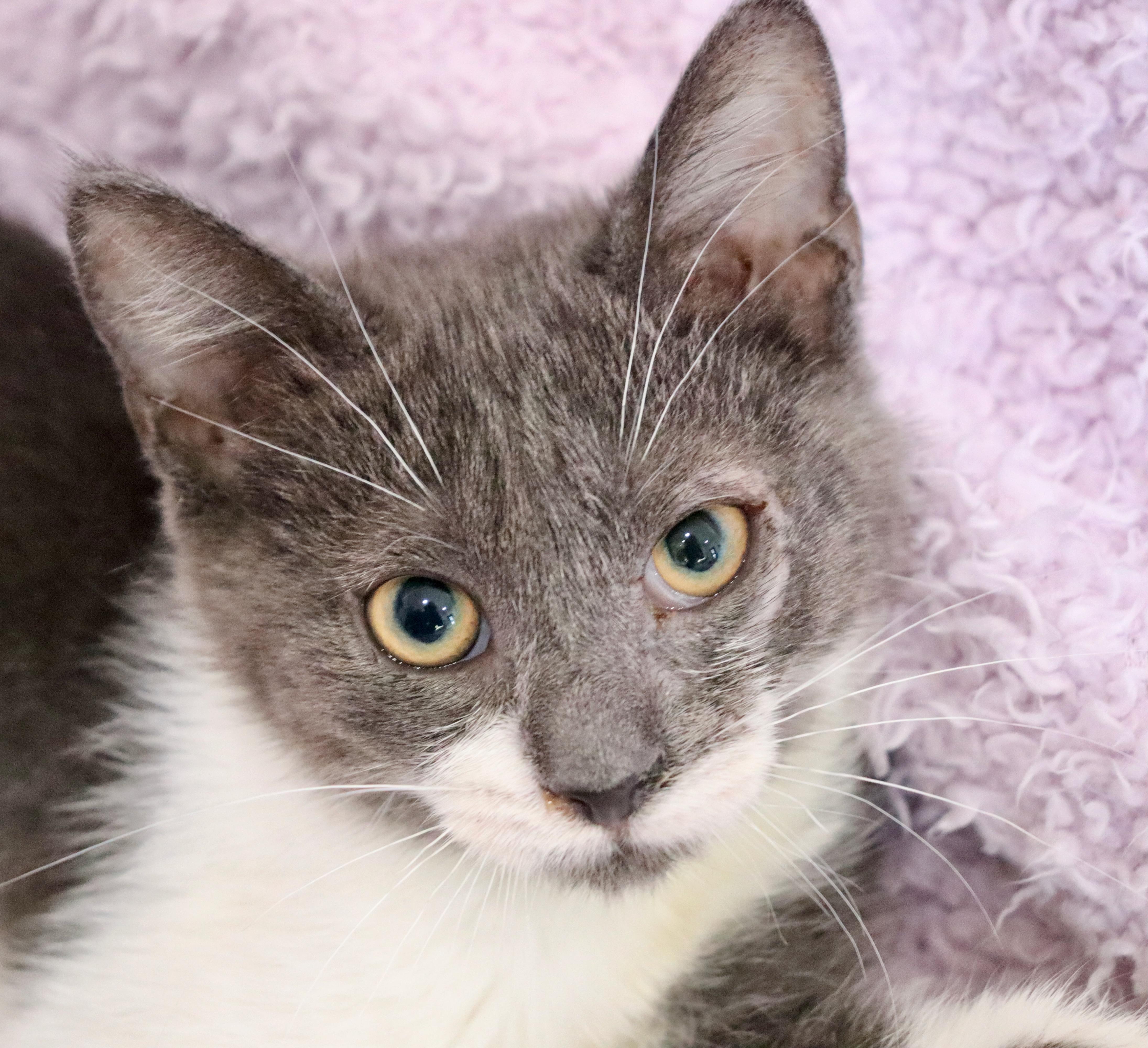 Enlarge Periwinkle, an adopted mixed breed in Saint Augustine, FL image 2/6