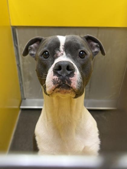 Enlarge Freddy, a Adoptable mixed breed in Independence, MO image 1/3