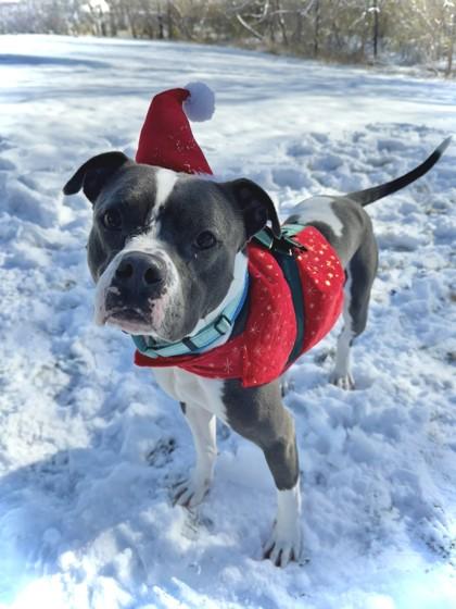 Enlarge Freddy, a Adoptable mixed breed in Independence, MO image 3/3