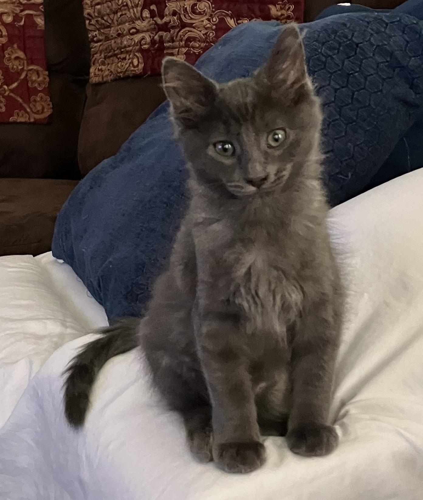 Enlarge Sage, a Adopted Russian Blue in Merced, CA image 1/3