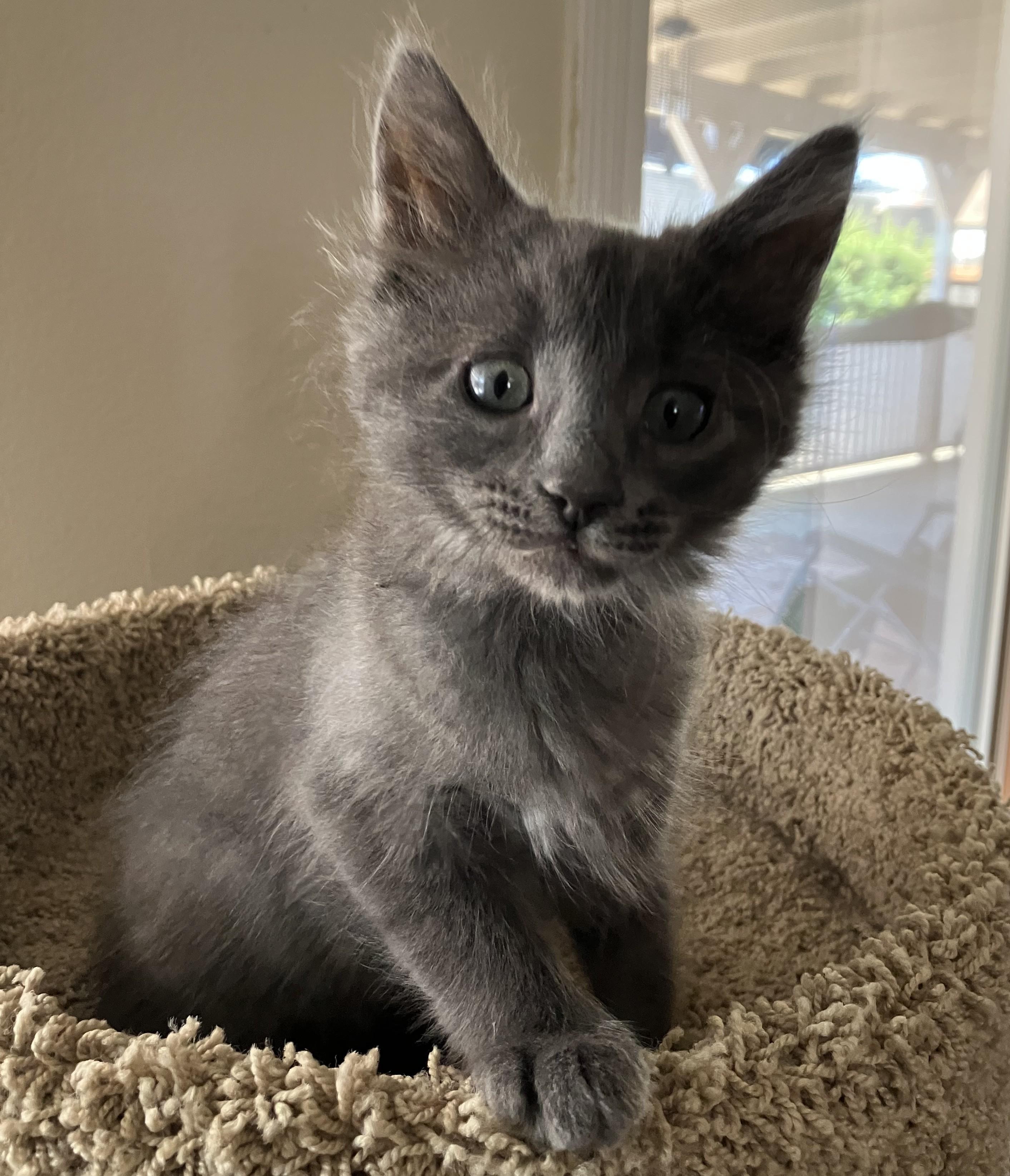 Enlarge Sage, a Adopted Russian Blue in Merced, CA image 2/3