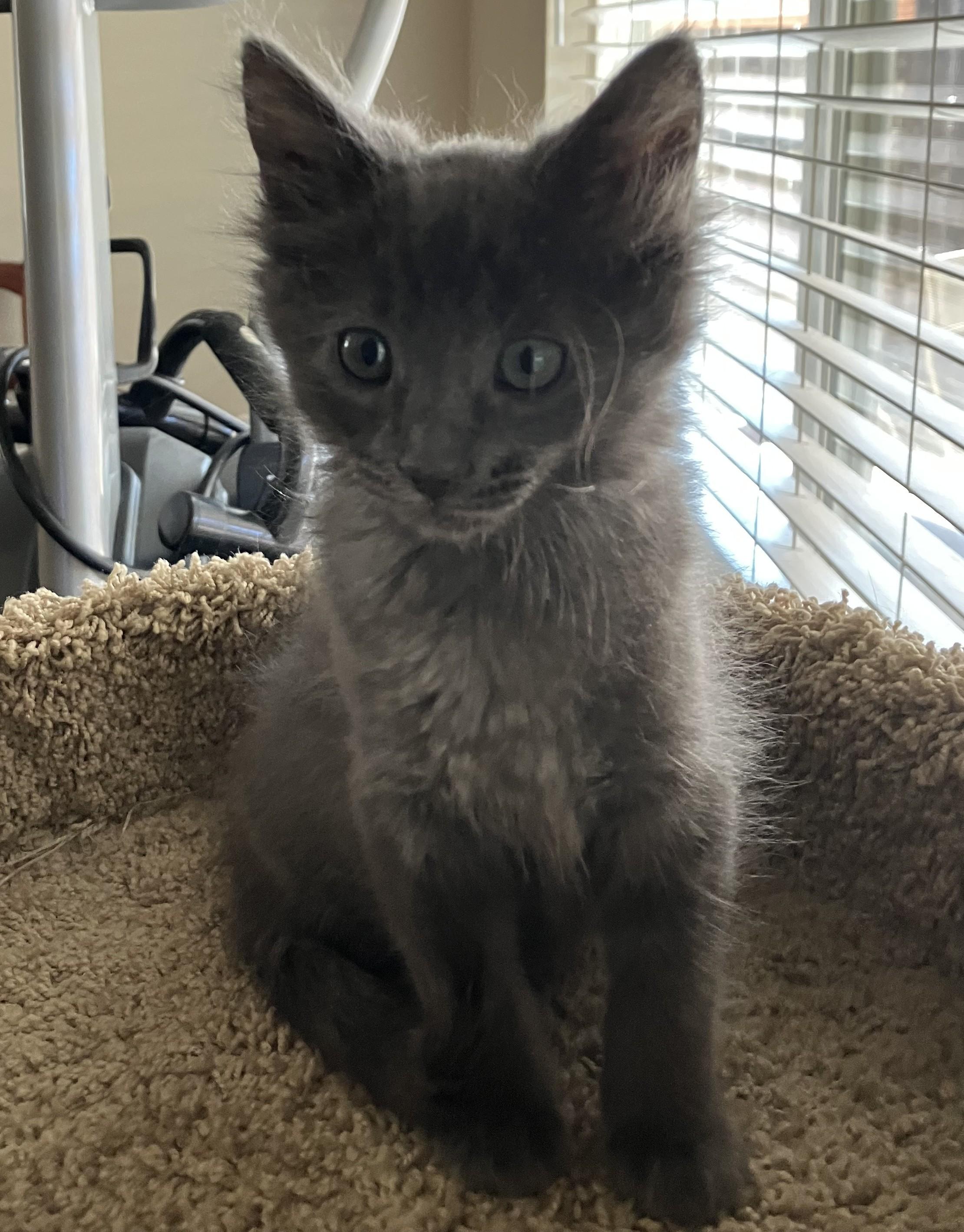 Enlarge Sage, a Adopted Russian Blue in Merced, CA image 3/3