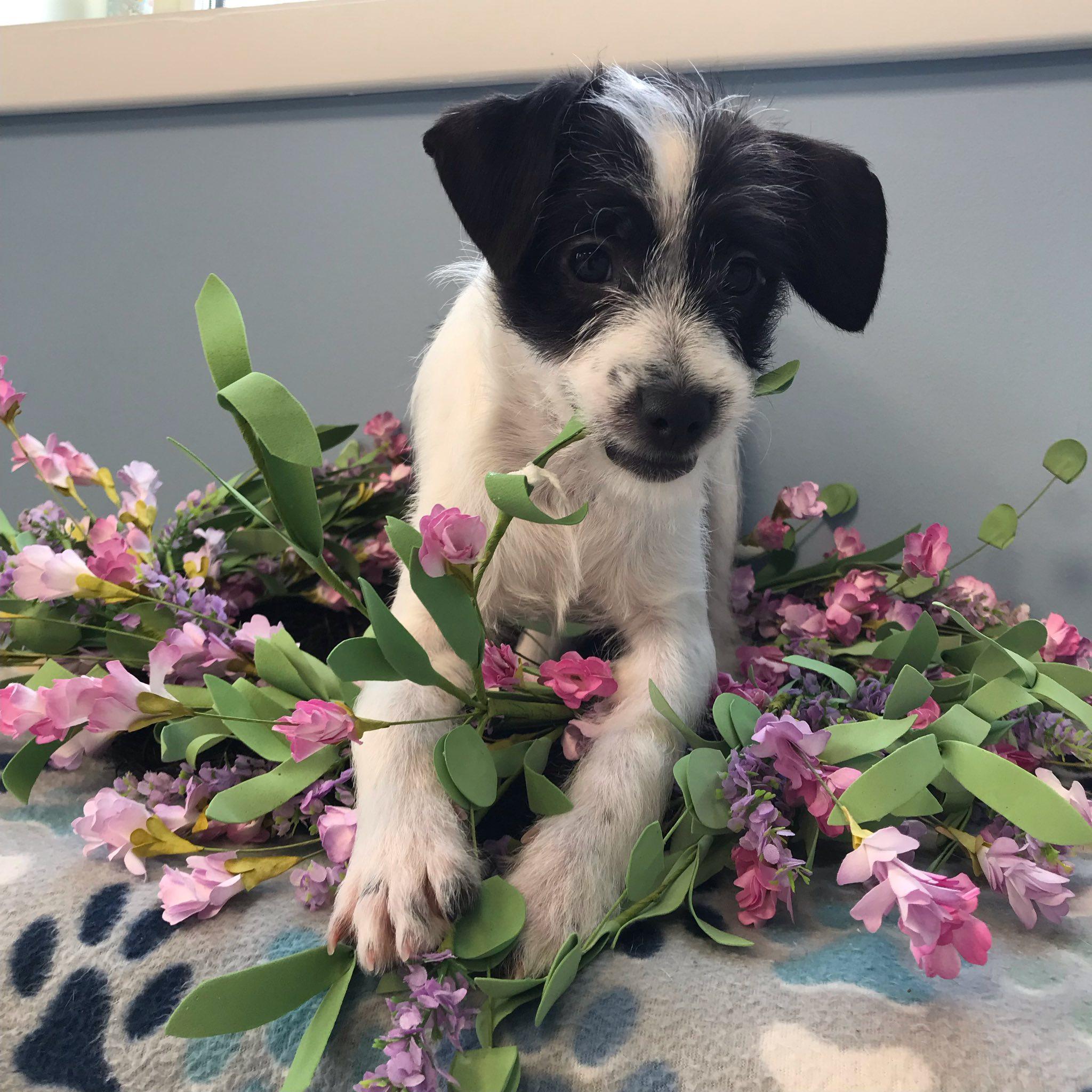 Enlarge Cocoa, an adopted Mixed Breed in Milton, MA image 1/1