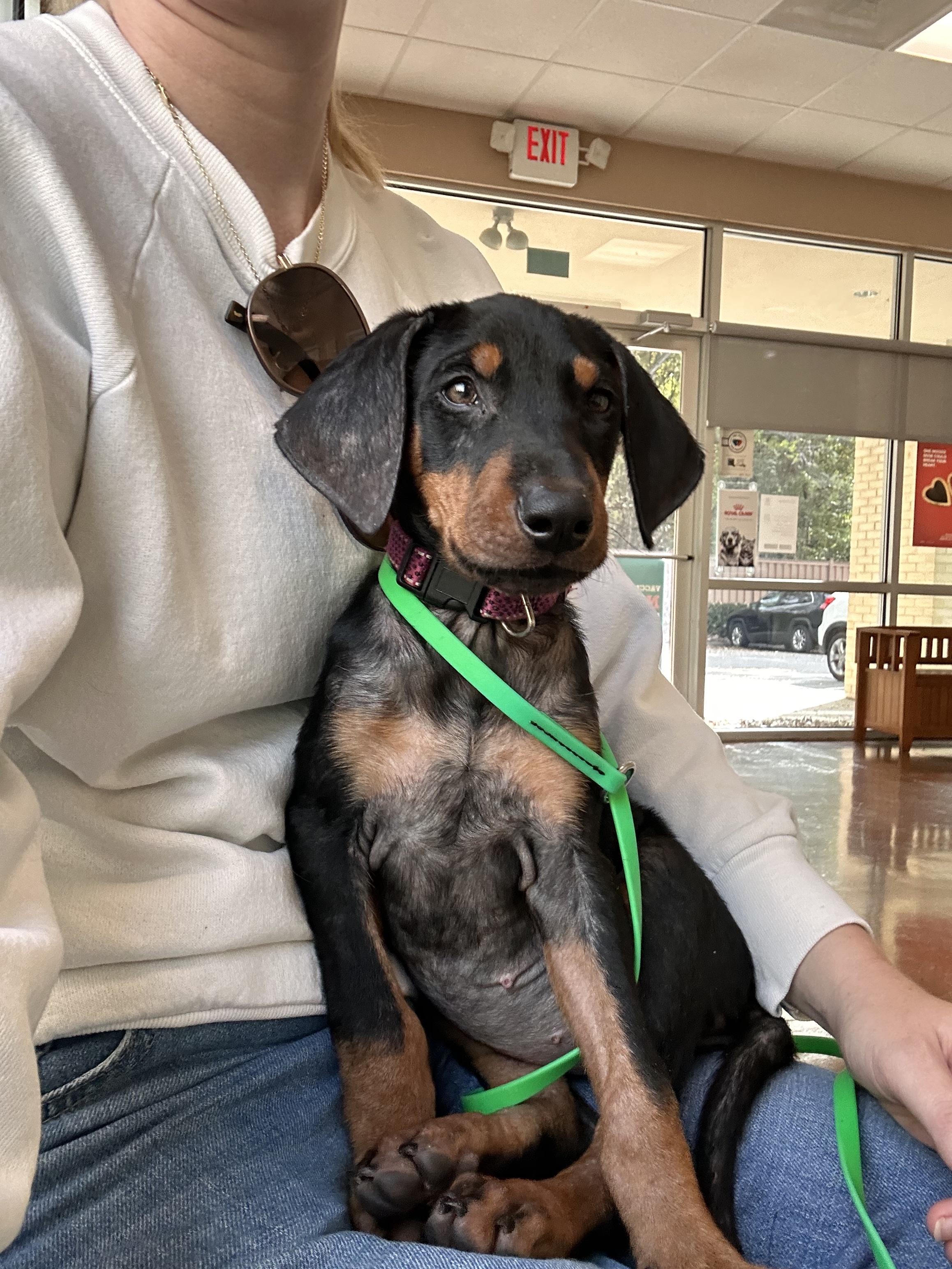 Marty, Adopted, Puppy Female Doberman Pinscher.