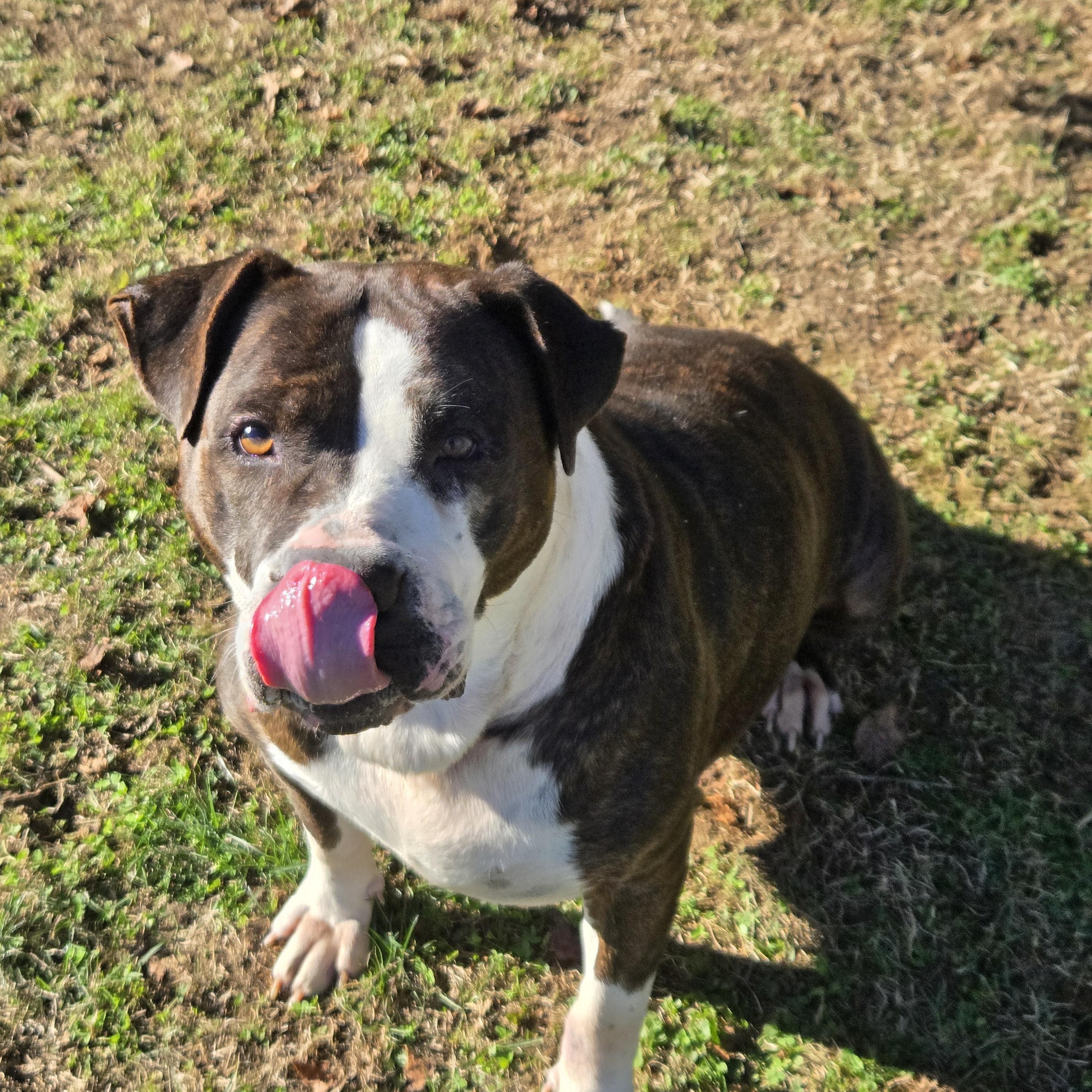 Enlarge Betsy, a Adoptable mixed breed in Xenia , OH image 3/6