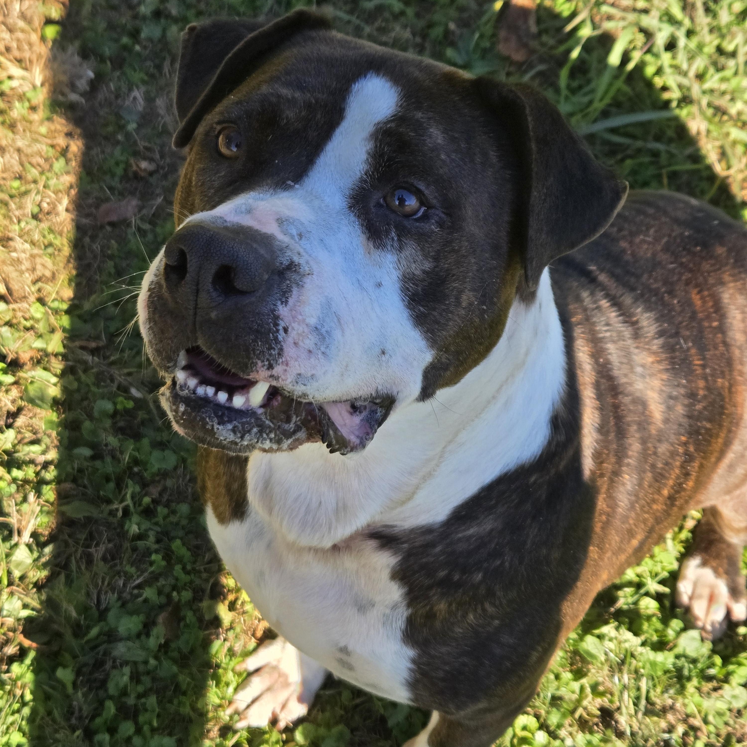 Enlarge Betsy, a Adoptable mixed breed in Xenia , OH image 4/6