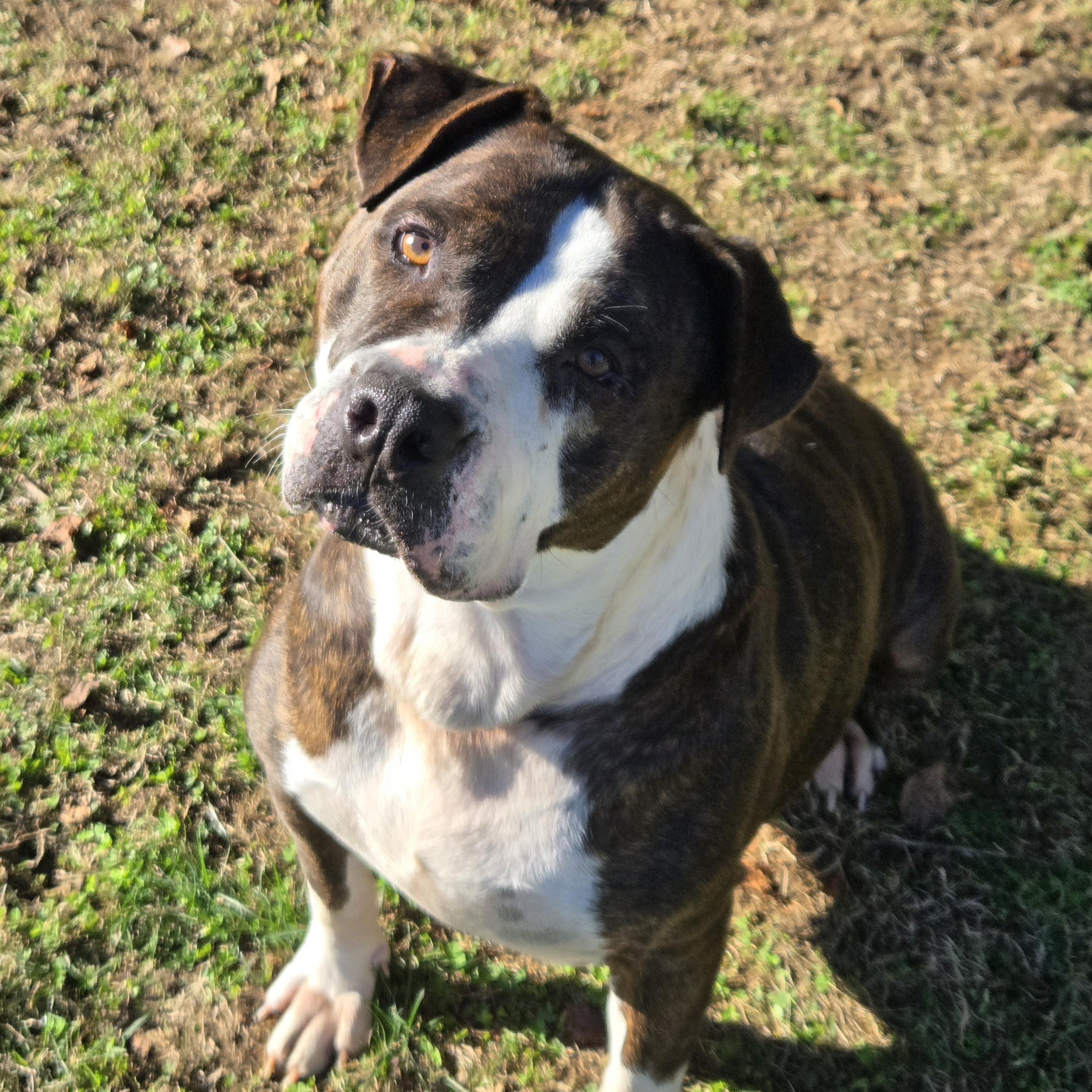 Betsy, Adoptable, Adult Female Terrier & American Bully.