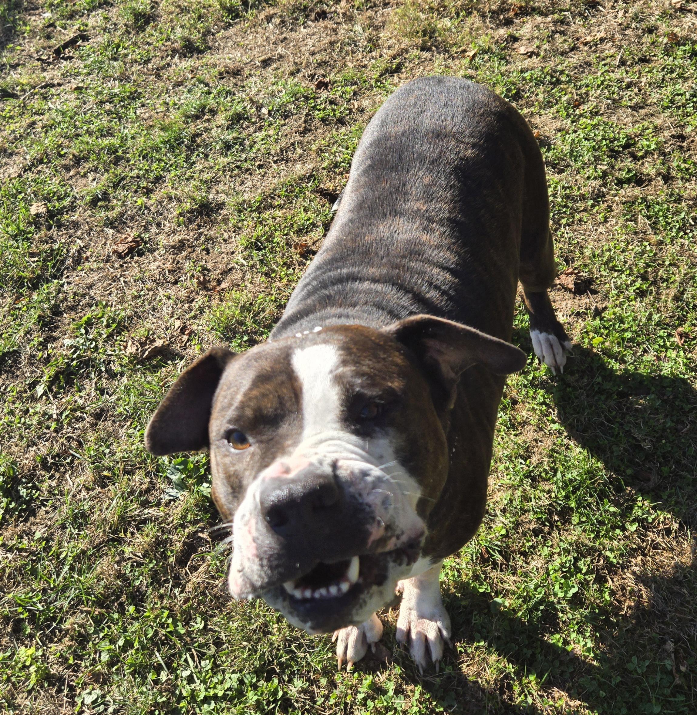 Enlarge Betsy, a Adoptable mixed breed in Xenia , OH image 5/6