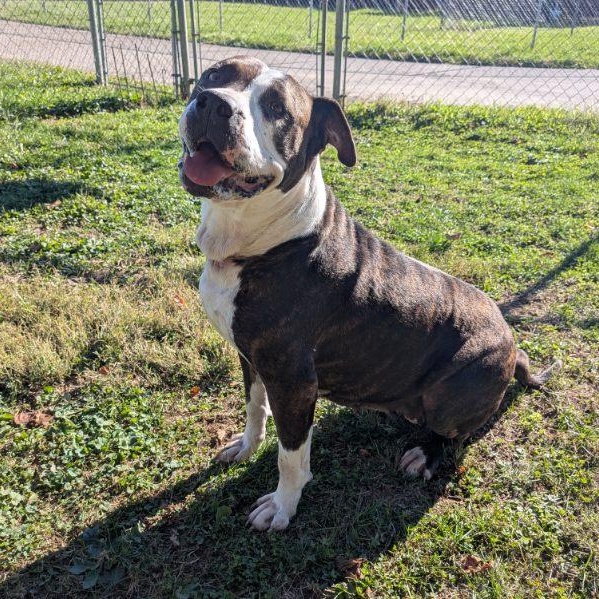 Enlarge Betsy, a Adoptable mixed breed in Xenia , OH image 6/6