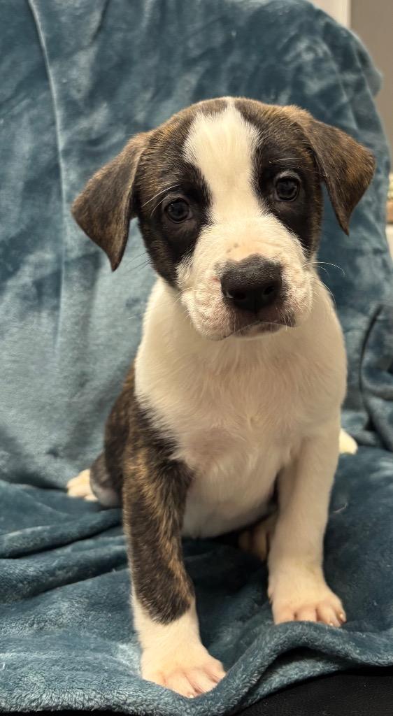 Paxton, Adoptable, Puppy Male Border Collie & Mixed Breed.