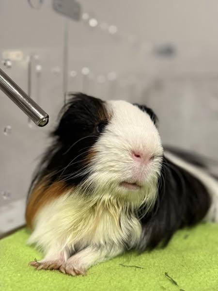 Enlarge Fabio, a Adoptable Silkie / Sheltie in Fort Collins, CO image 2/5