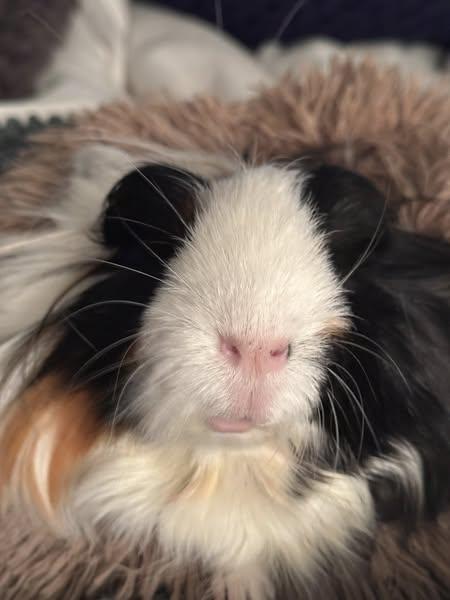 Enlarge Fabio, a Adoptable Silkie / Sheltie in Fort Collins, CO image 3/5