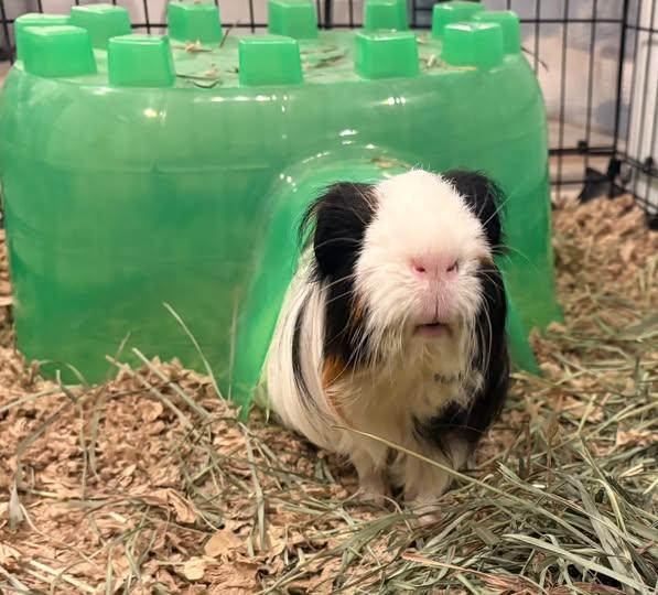 Enlarge Fabio, a Adoptable Silkie / Sheltie in Fort Collins, CO image 4/5