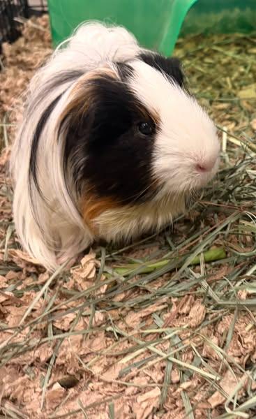 Enlarge Fabio, a Adoptable Silkie / Sheltie in Fort Collins, CO image 5/5