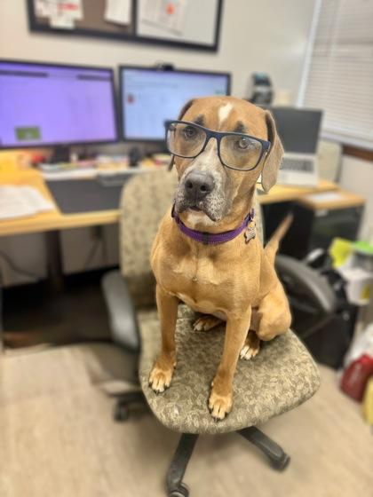 Honey, Adoptable, Adult Female Black Mouth Cur & Mixed Breed.
