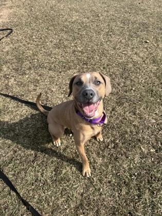 Honey, a Adoptable mixed breed in Burlington, WI image 2/3