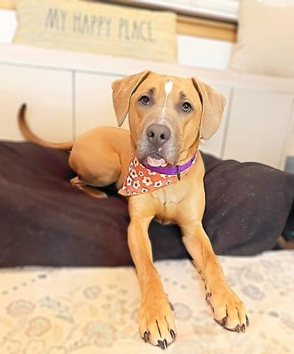 Honey, a Adoptable mixed breed in Burlington, WI image 3/3