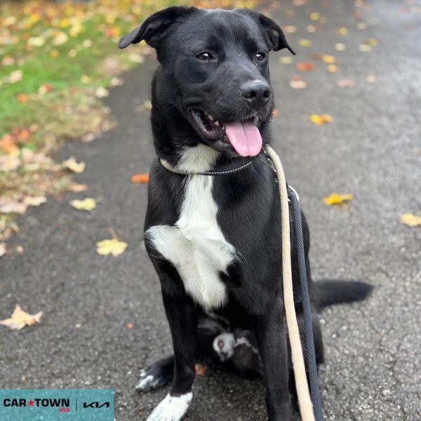 Alex, Adoptable, Adult Male Labrador Retriever.