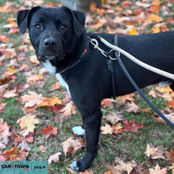 Enlarge Alex, a Adoptable mixed breed in Lexington, KY image 2/3
