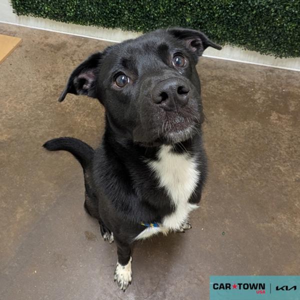 Enlarge Alex, a Adoptable mixed breed in Lexington, KY image 3/3