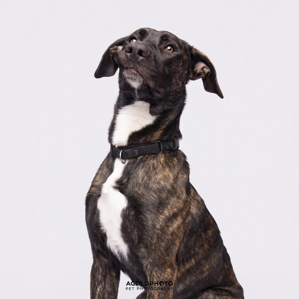 Enlarge Suzie, a Adoptable Mixed Breed in Sarasota, FL image 1/6