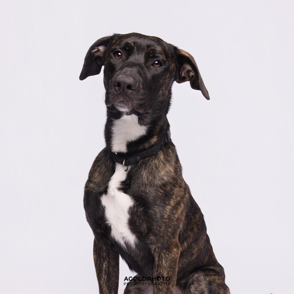 Enlarge Suzie, a Adoptable Mixed Breed in Sarasota, FL image 5/6