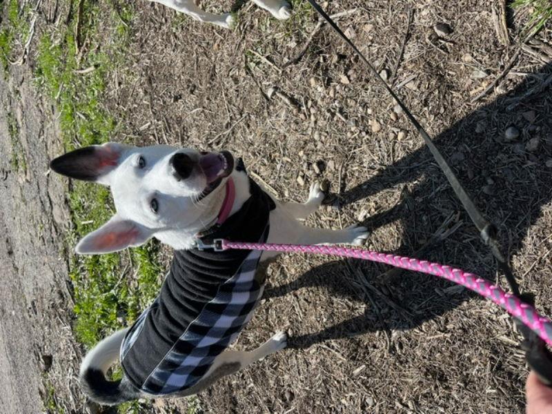 Enlarge Mollie, a Adoptable mixed breed in San Diego, CA image 2/3