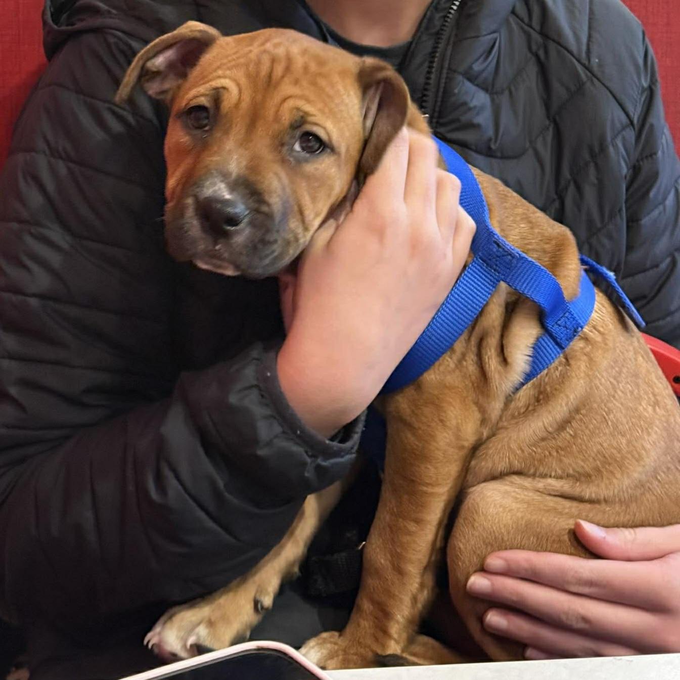 Enlarge Reba, an adopted mixed breed in Hornell, NY image 2/2