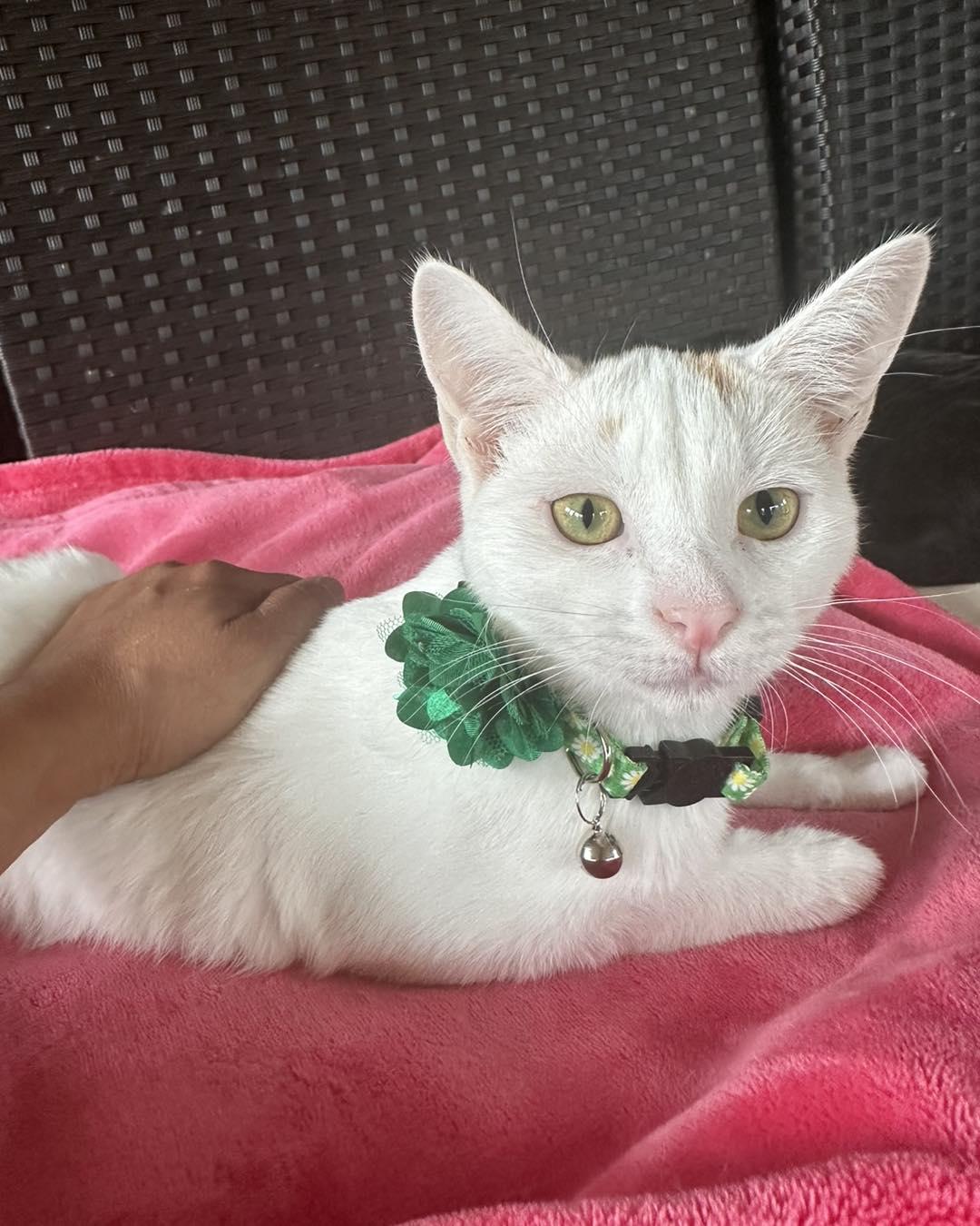 CEVA, a Adopted Domestic Short Hair in Capshaw, AL image 1/2