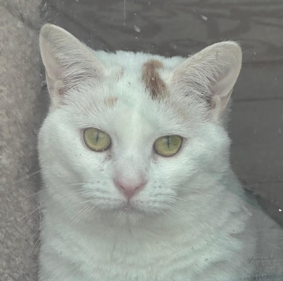 CEVA, a Adopted Domestic Short Hair in Capshaw, AL image 2/2