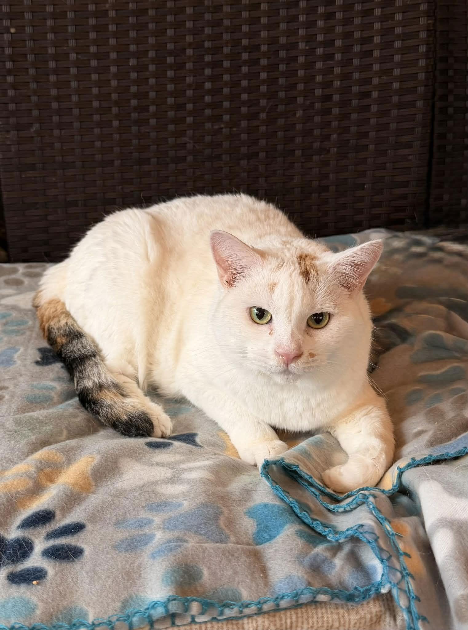 Enlarge CEVA, a Adopted Domestic Short Hair in Capshaw, AL image 2/3