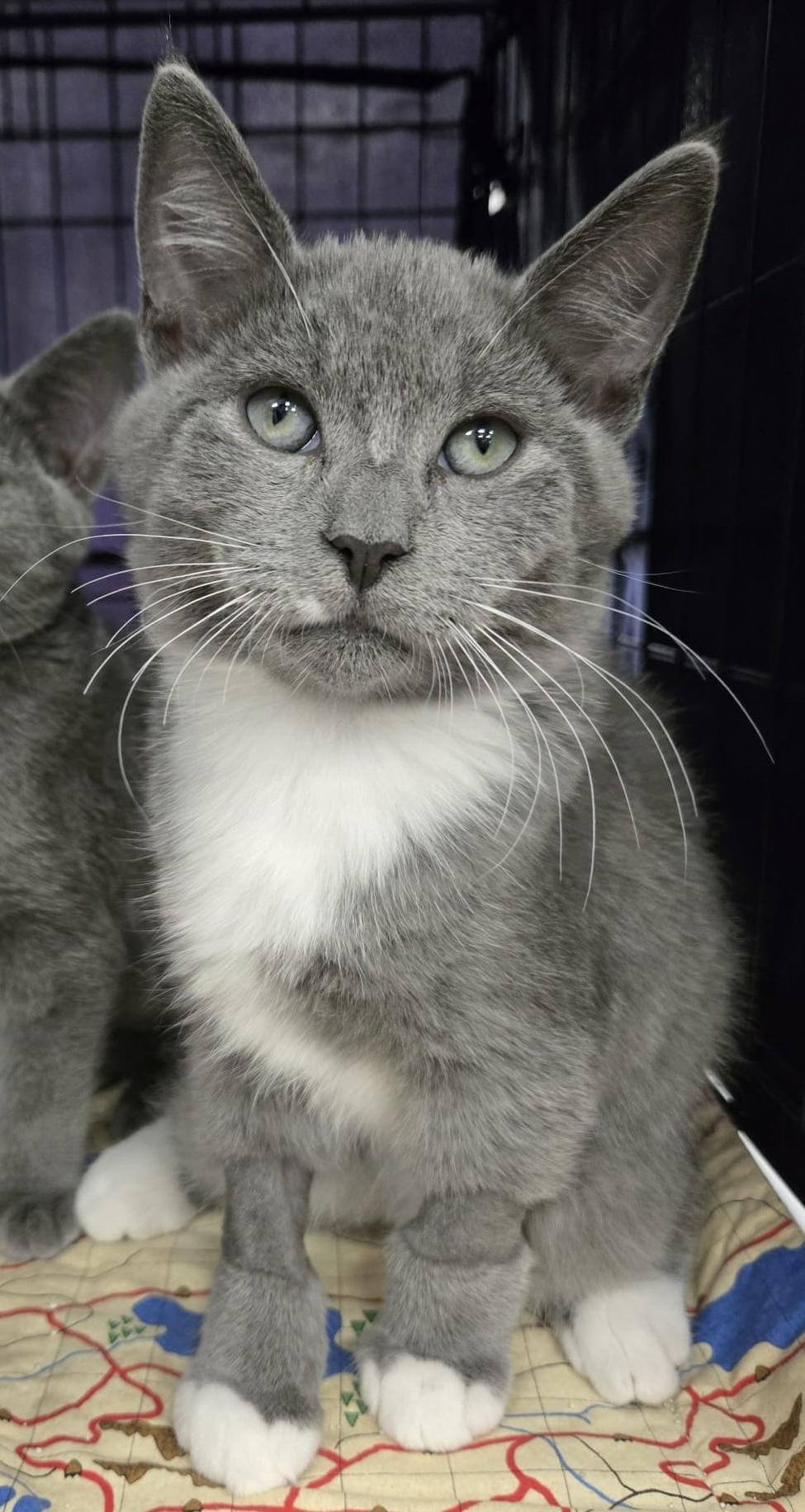 Sterling Bonded Pair With Silver, a Adoptable Domestic Short Hair in La Canada, CA image 1/4