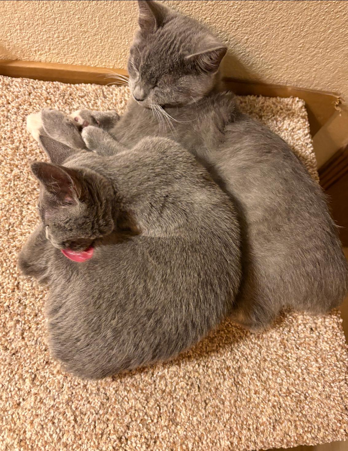 Sterling Bonded Pair With Silver, a Adoptable Domestic Short Hair in La Canada, CA image 2/4