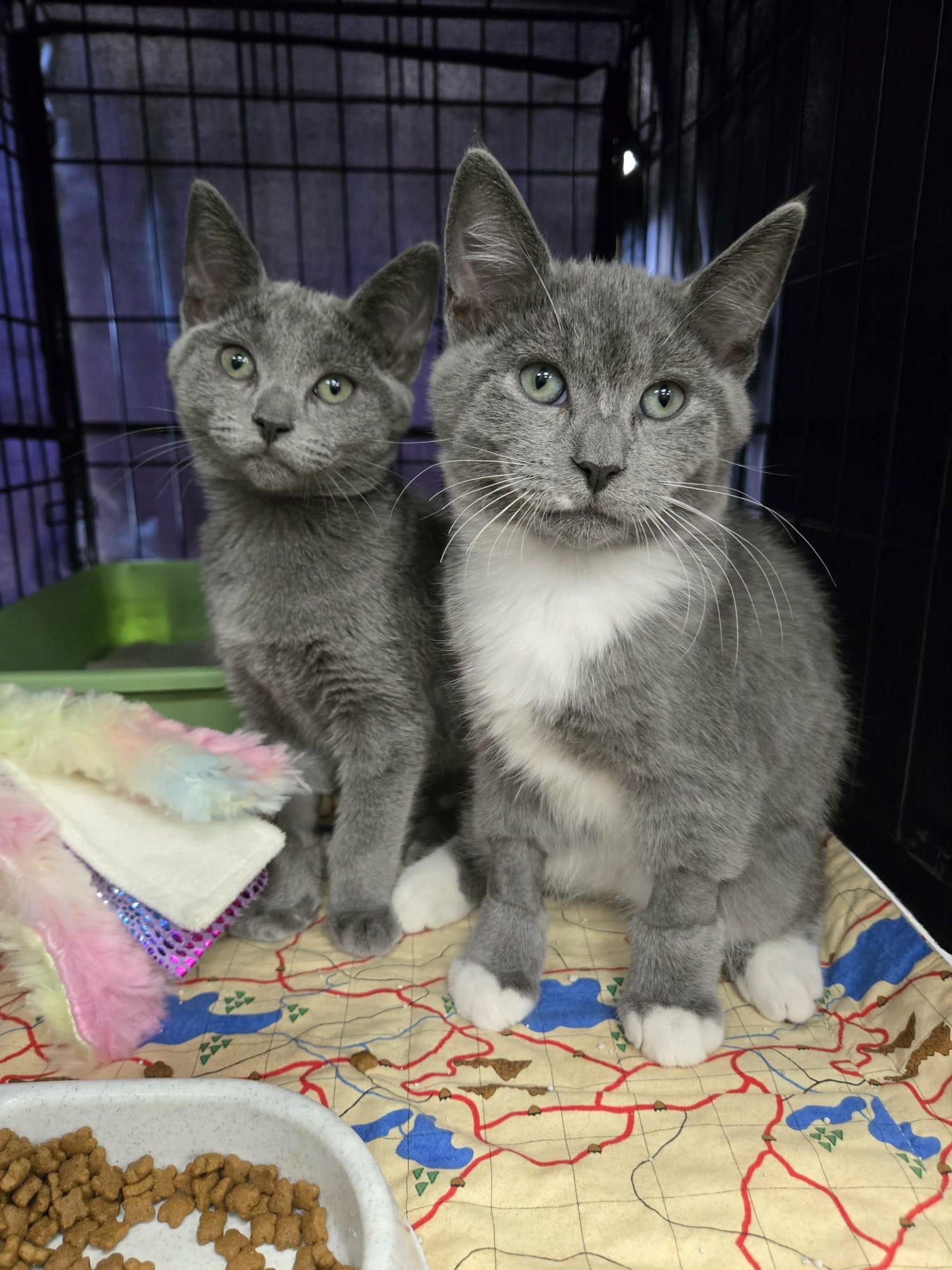 Sterling Bonded Pair With Silver, a Adoptable Domestic Short Hair in La Canada, CA image 4/4