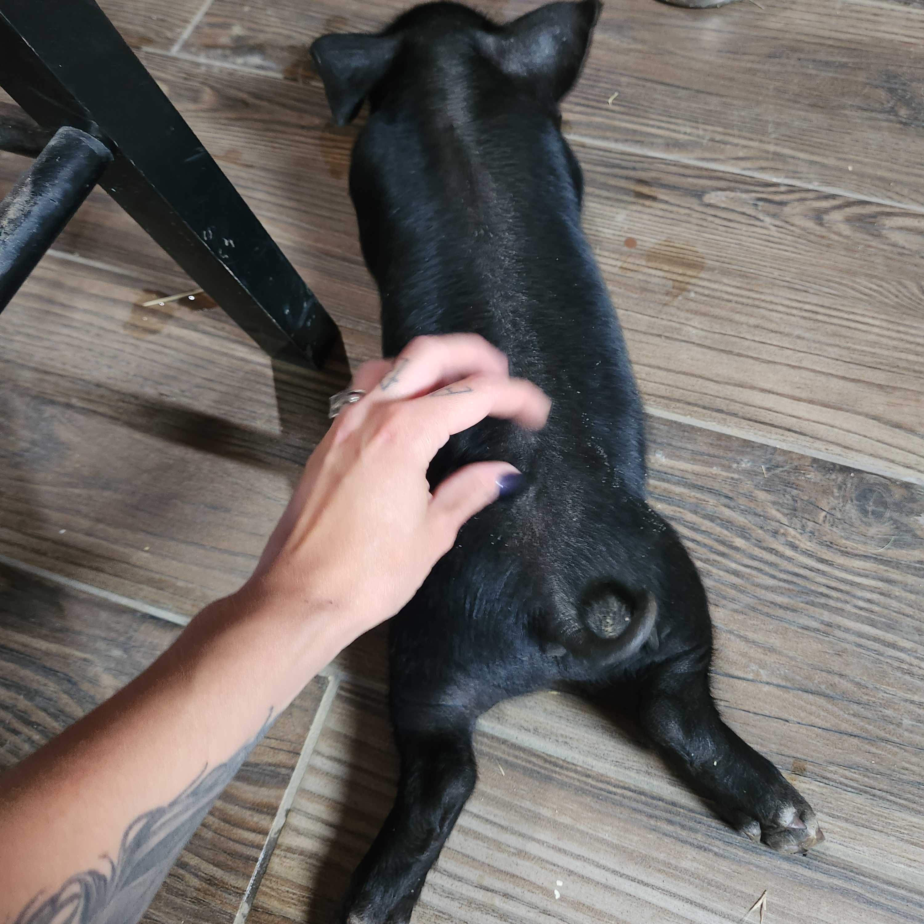 Beetle, a Adopted Pig in Riverside, CA image 3/3