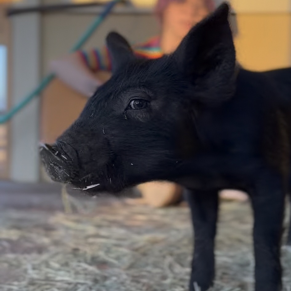 Beetle, Adopted, Young Male Pig.