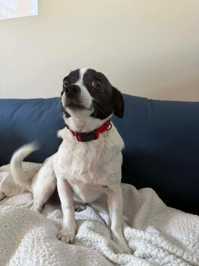 Enlarge Chicharon, a ADOPTABLE mixed breed in Seward, NE image 2/2