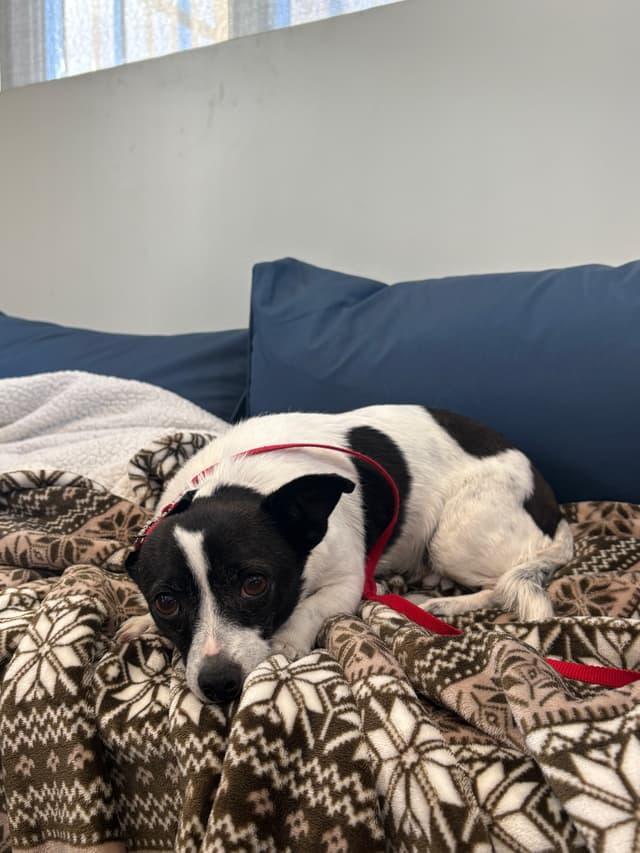 Enlarge Chicharon, a ADOPTABLE mixed breed in Seward, NE image 1/2