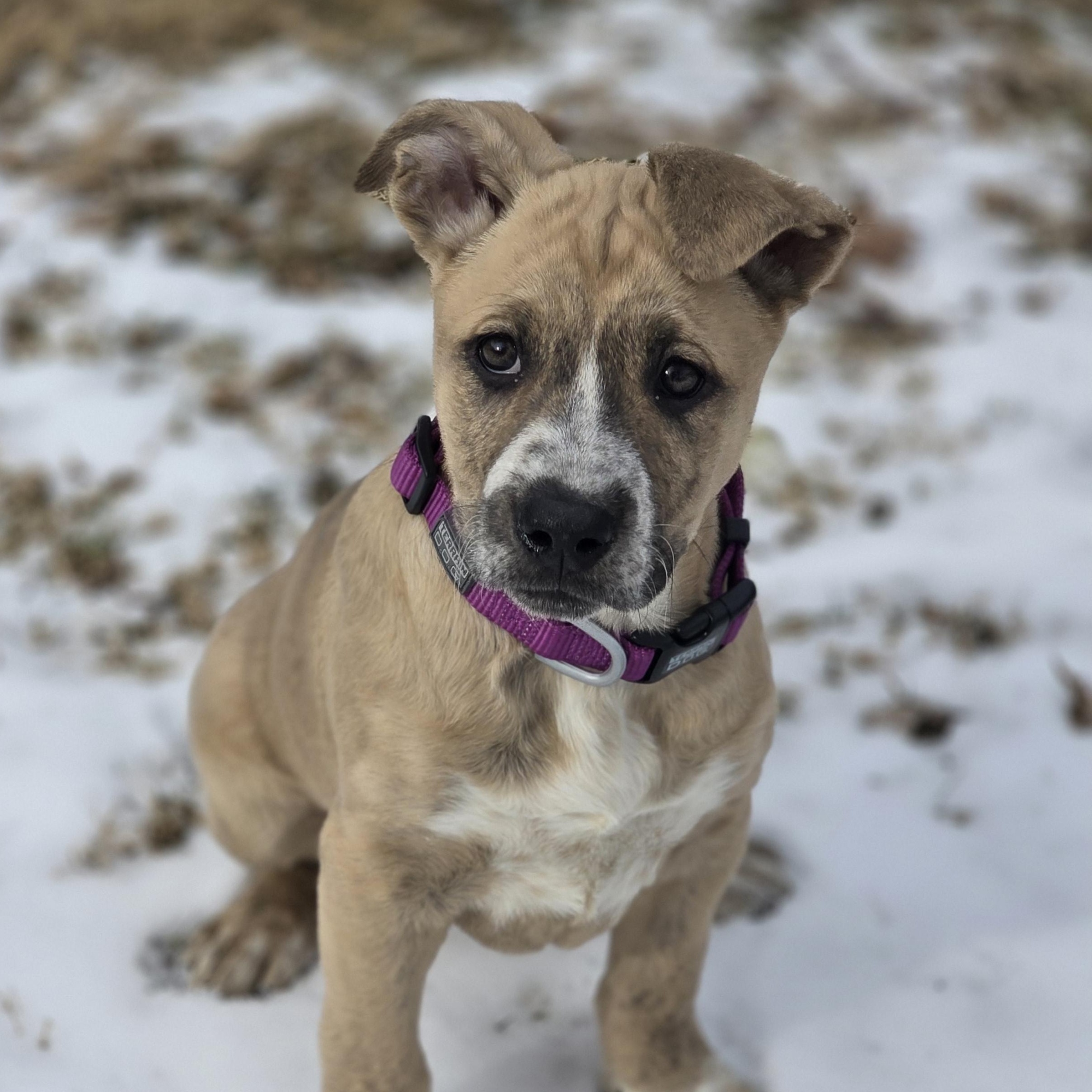 Enlarge Liberty, an adopted mixed breed in Lincoln, NE image 3/6