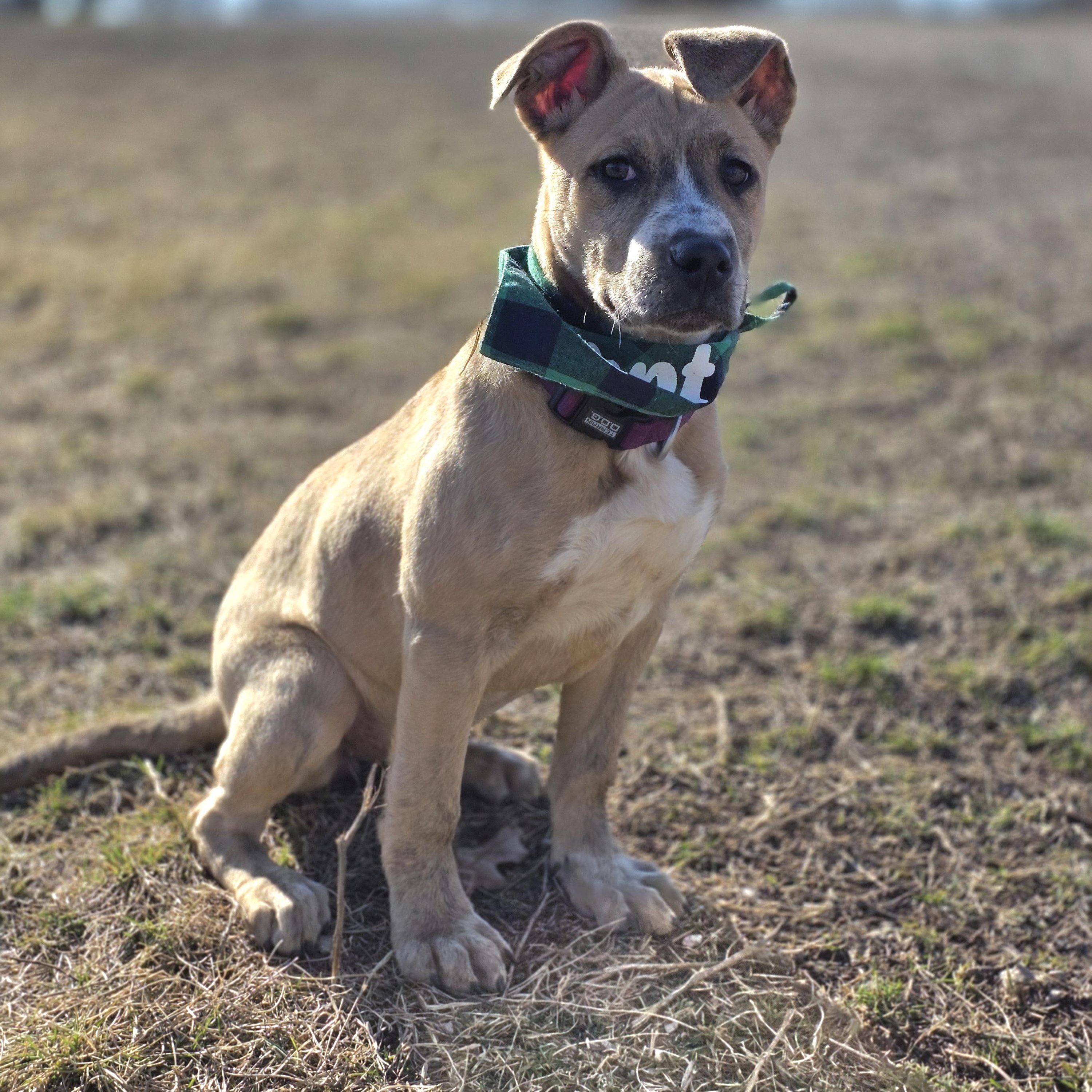 Enlarge Liberty, an adopted mixed breed in Lincoln, NE image 5/6