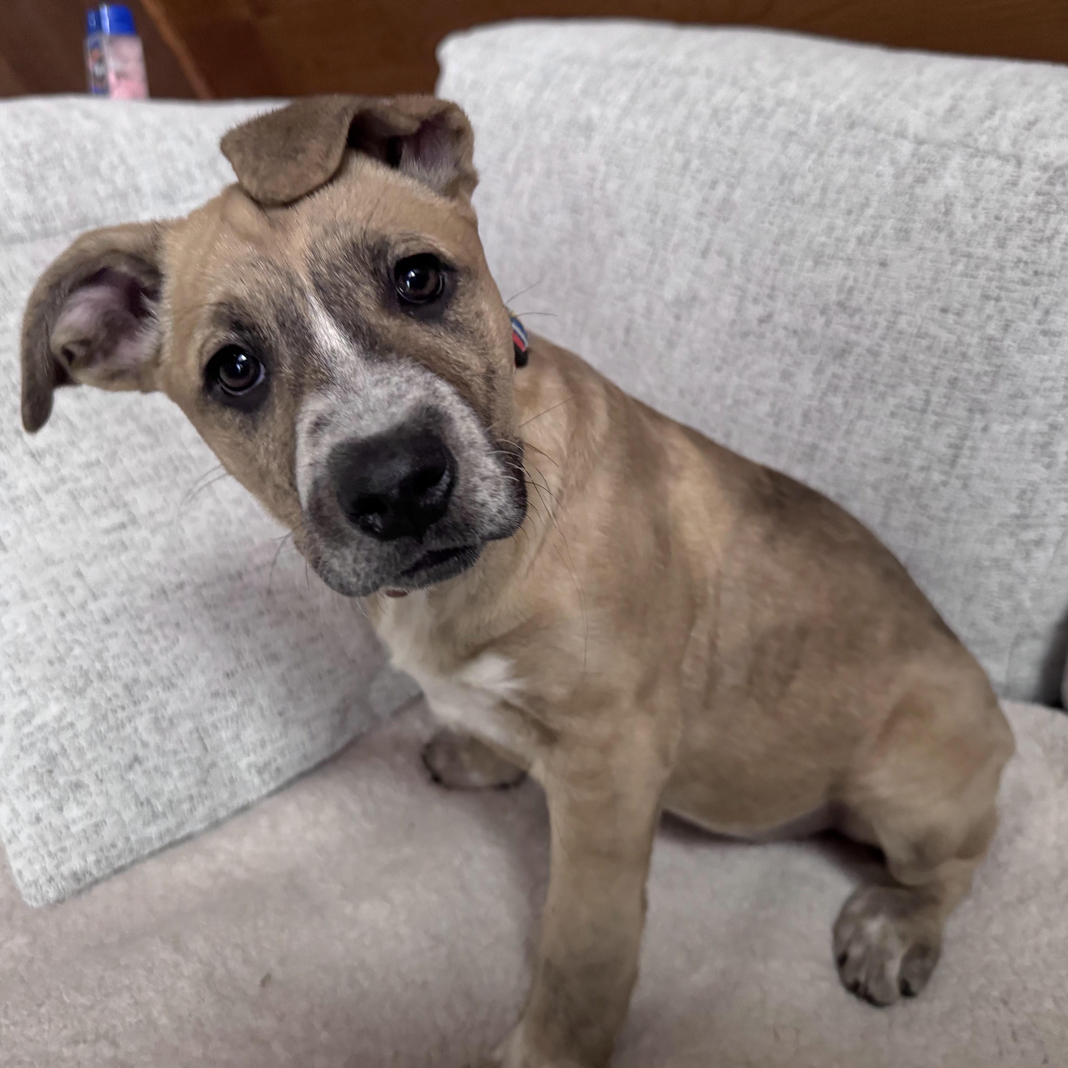 Enlarge Liberty, an adopted mixed breed in Lincoln, NE image 2/6