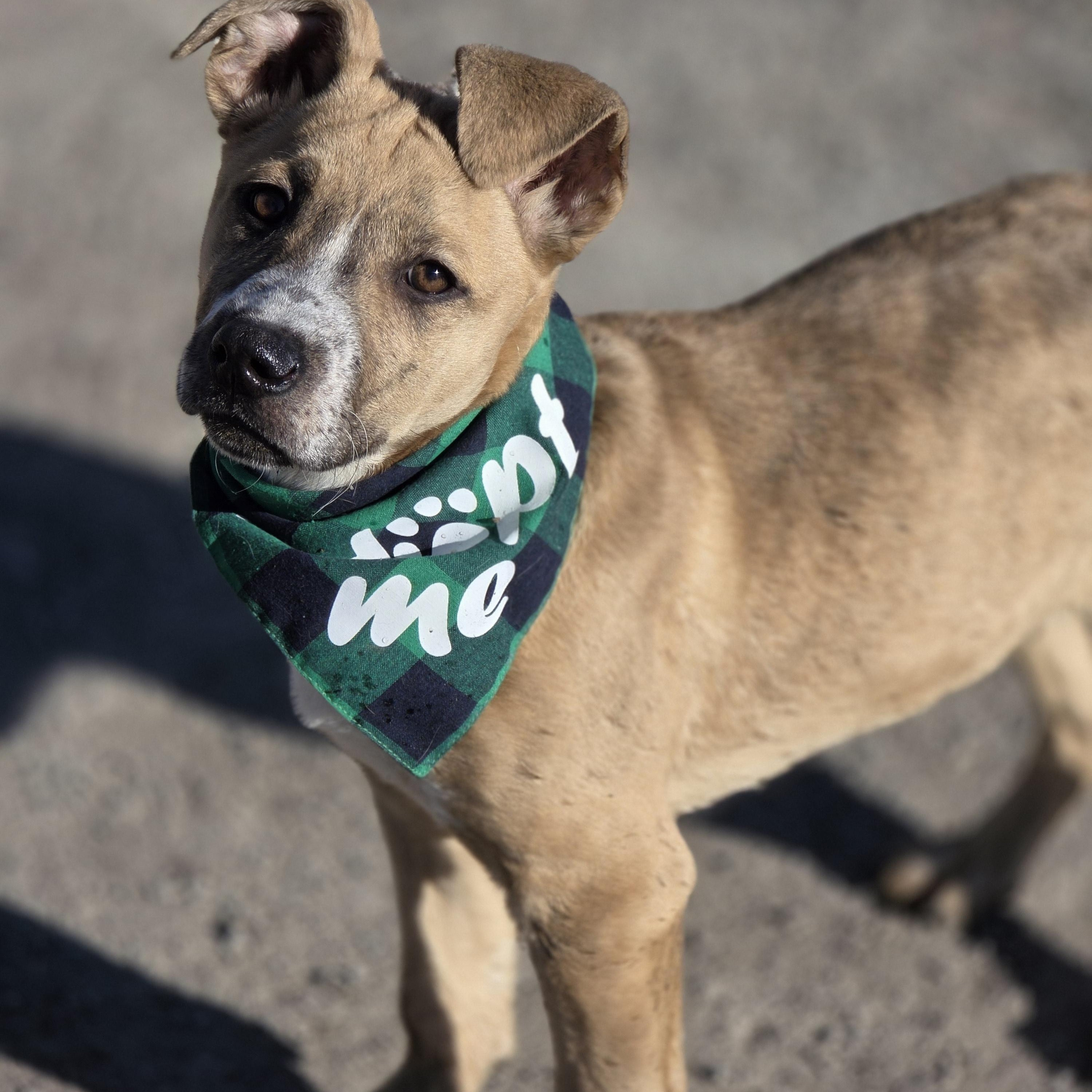 Enlarge Liberty, an adopted mixed breed in Lincoln, NE image 1/6