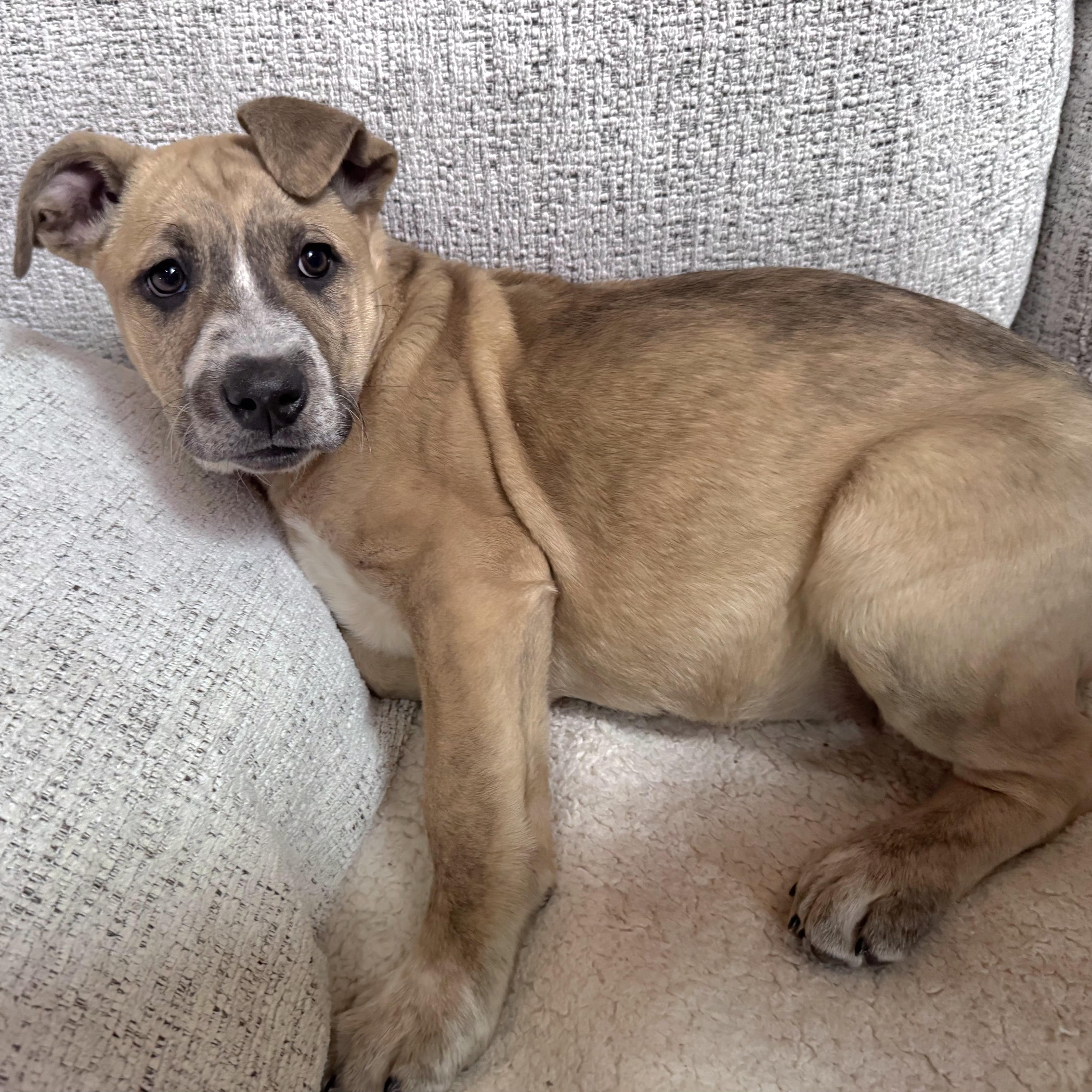 Enlarge Liberty, an adopted mixed breed in Lincoln, NE image 4/6