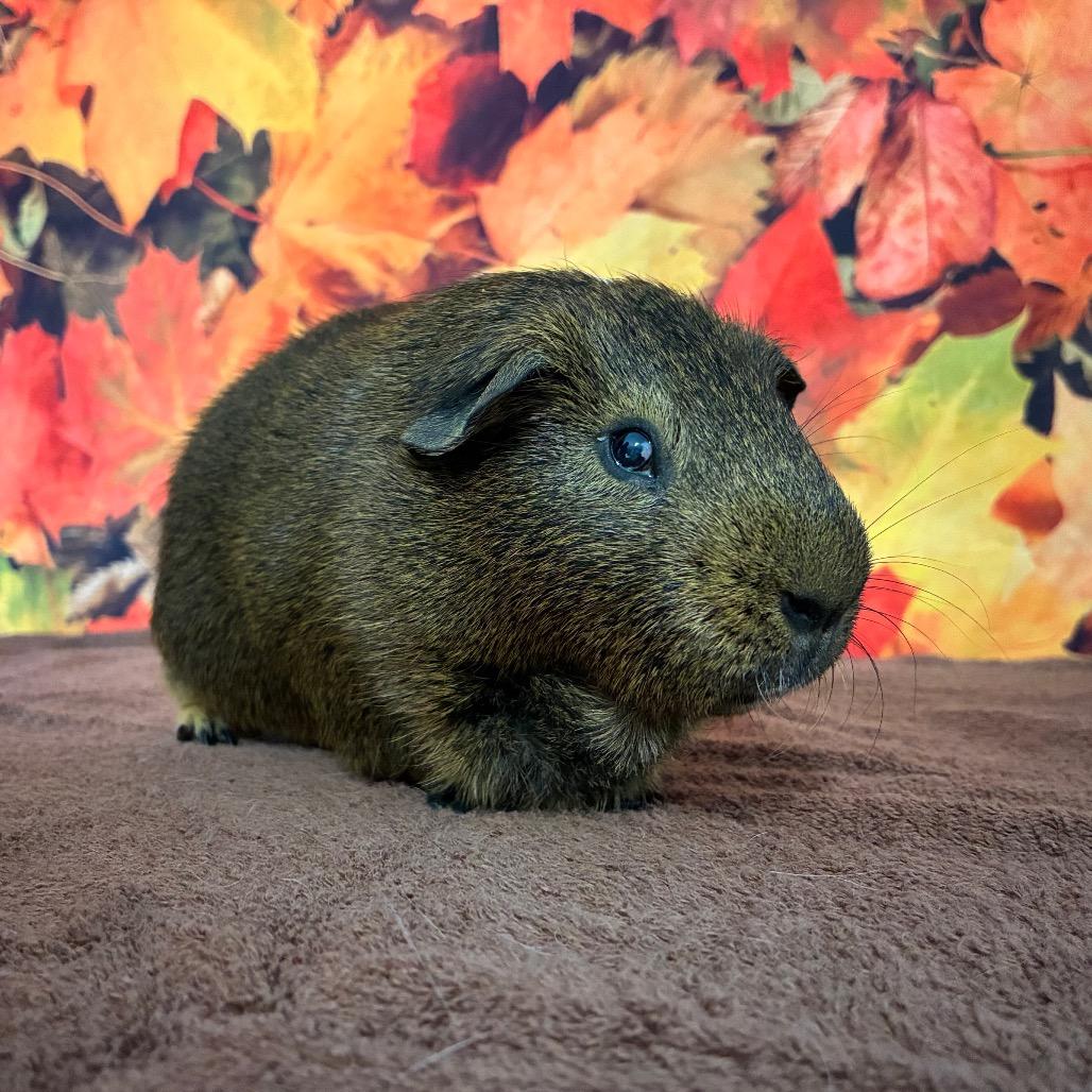 Jingles, Adoptable, Adult Male Guinea Pig & Guinea Pig.