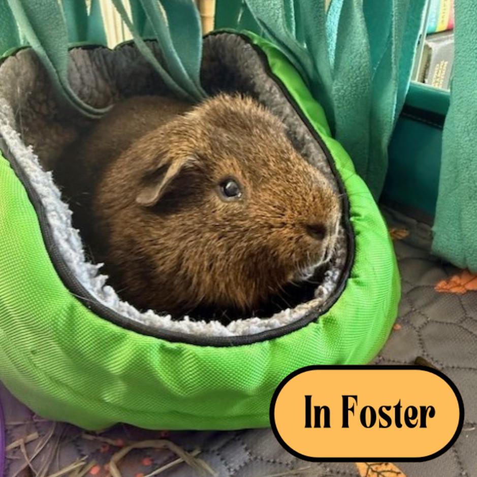 Jingles, a Adoptable mixed breed in Providence, RI image 2/6